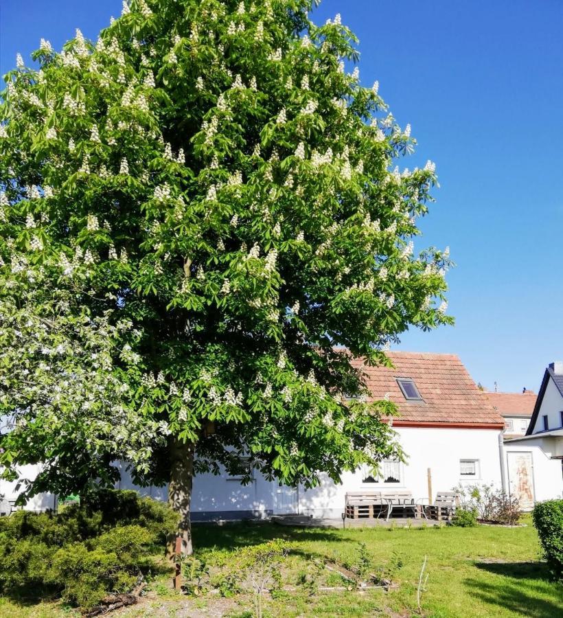 Ferienwohnung Lodig Gross Sarchen Exterior foto
