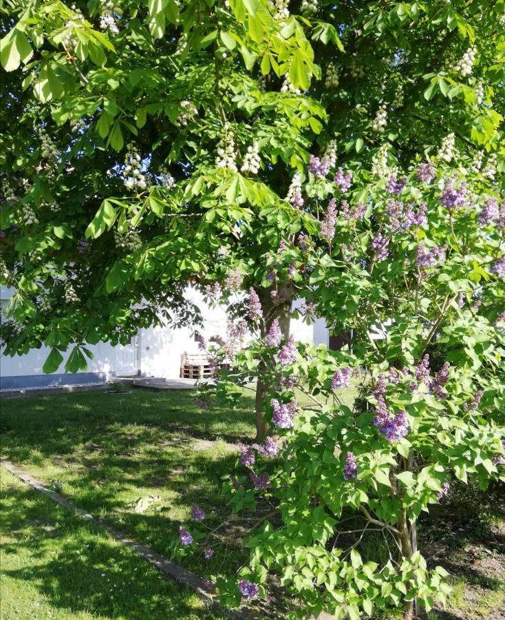 Ferienwohnung Lodig Gross Sarchen Exterior foto
